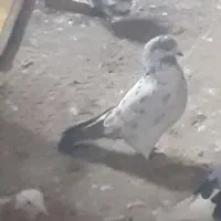 کبوتر گرفتنی