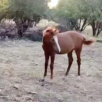 کره اسب گم شده|حیوانات|بهبهان, |دیوار