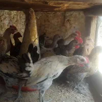 جوجه گلین|حیوانات مزرعه|اصفهان, بهارستان (مخابرات)|دیوار