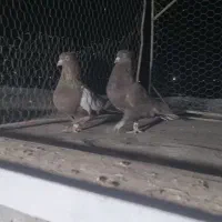 چند عدد کفتر بهبونی|پرنده|مرودشت, بیست متری بیمارستان|دیوار