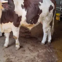 گوساله نر سیمینتال فول گوشت