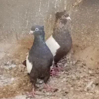 جفت سینه قهوی