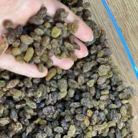 کشمش سبز|خوردنی و آشامیدنی|تهران, خانی آباد نو شمالی|دیوار
