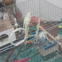 مرغ عشق فروش فوری