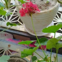 فروش تعدادی گل آپارتمانی|گل و گیاه طبیعی|شاهینشهر, عطار|دیوار