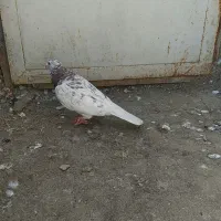 موشی نقره‌ای نر عروسک سرور نر قلدر