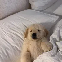 توله سگ گلدن رتریور اصیل و باهوش ـ آماده تحویل