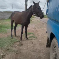 مادیان سال۳مشکی‌سواری