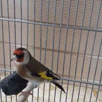 سره های متولد قفس دهن دار|پرنده|ری, شهادت|دیوار