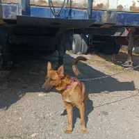 سگ گرگی نژاد ژرمن|سگ|اردبیل, |دیوار