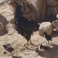 جوجه لاری اصیل افغان بوقلمون قوغاز|حیوانات مزرعه|هیرمند, |دیوار