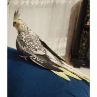 عروس هلندی ماده