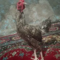 خروس