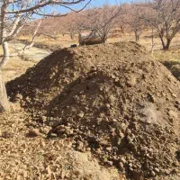 کودگاوی و گوسفندی