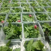 تولید انواع سالاد وسبزی|خوردنی و آشامیدنی|تهران, میدان میوه و تره‌بار مرکزی|دیوار