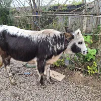 گاولیشه چالوسی ناف داردورگ