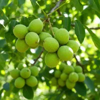 نهال گردوی اصلاح‌شده نسل جدید