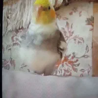 گم شدن عروس هلندی