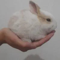 بچه خرگوش ناز و باهوش|موش و خرگوش|کاشان, مزرعه نو|دیوار