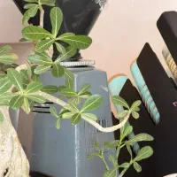 اسیاب مازر