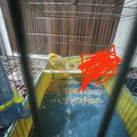 قناری نر|پرنده|گلستان (تهران), |دیوار