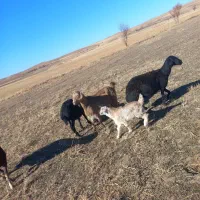 دو تا بز خوب