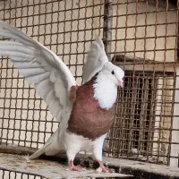 کبوتر رنگی طوقی دمسیا بدرنگ ماده شصتی زرد