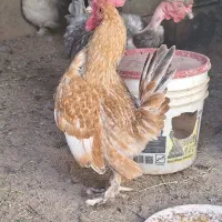 خروس و اردک