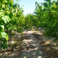 باغ-ویلا-900متر-دستجاء-کوچه-شخصی