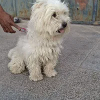 سگ پشمالو
