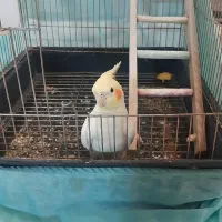 طوطی عروس ماده سفید