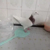 سلام ۶تا کفتر نازار|پرنده|خرمآباد, |دیوار