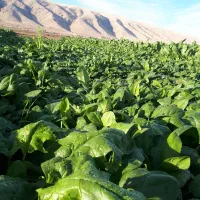 سبزی خورشتی|خوردنی و آشامیدنی|سرپل ذهاب, |دیوار