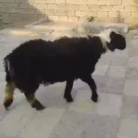 بره نر فروشی