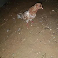 کفتر کله ای / قله ای ساده