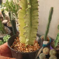 گیاه کاکتوس افوربیا|گل و گیاه طبیعی|تهران, ائمه اطهار|دیوار