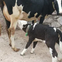 گاو تازه زاییده با گوساله سیمیتال اصل در هشترود