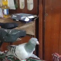 سبز دوخط|پرنده|خرمشهر, |دیوار