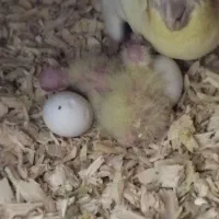 یه جفت عروس هلندی با جوجه