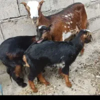 کهره جمولی  با دوبچه ماده بزرگ تخیف پای معامله