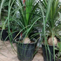 گل لیندا پیاز دار