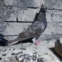 چند عدد پرنده|پرنده|اهواز, عین ۲|دیوار