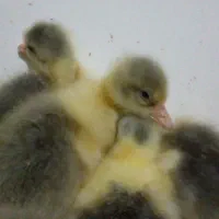 ۶تا جوجه غاز ۵ روزه