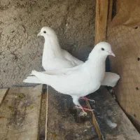 بلند پرواز