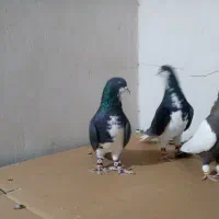 دسته سرور بی نظیر|پرنده|شیراز, شهرک گلستان|دیوار