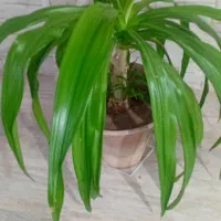 گل موزی