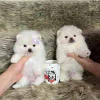 سگ پامرانین عروسکی|سگ|شیراز, آبزنگی|دیوار