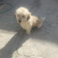 سگ شیتزو نر عقیم