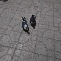 کبوتر کاریر دانفوس