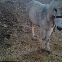 الاغ|حیوانات مزرعه|اسلام‌‌آباد غرب, |دیوار